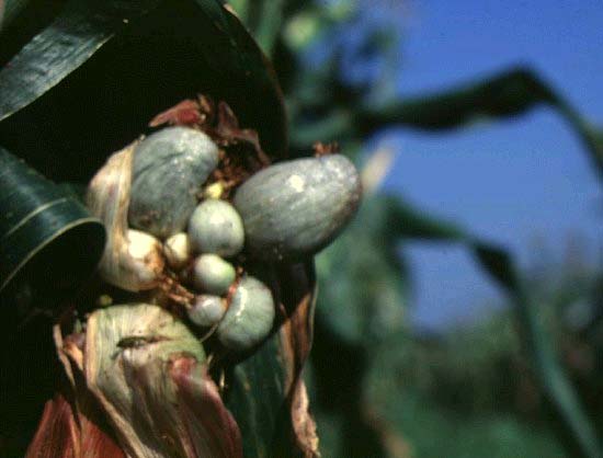 Ecuador RPCV William Levin raises corn smut as high value crop