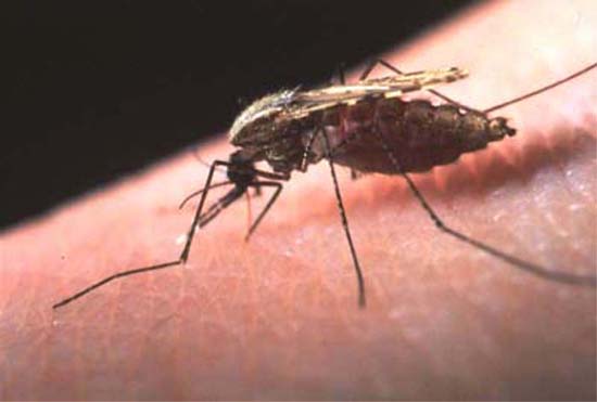 Malaria vaccine shows promise