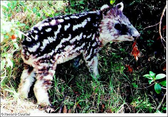 In 1977, Craig Downer volunteered for the Smithsonian Peace Corps program in Bogota, Colombia. It was there that he had his first encounter with the endangered Andean mountain tapir.