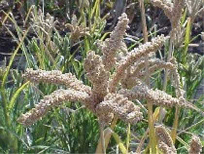 Dominican Republic RPCV Danielle Nierenberg writes: Finger millet is high in starch and is considered "superior" to wheat in that its proteins are more easily digested