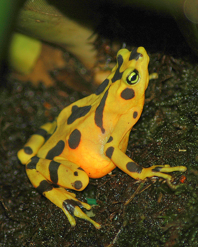 RPCV Heidi Ross and her husband Edgardo Griffith, opened the El Valle Amphibian Conservation Center in western Panama in 2006 with help from the Houston Zoo